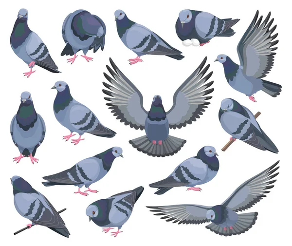 Colombe oiseau isolé icône de jeu de dessin animé. Pigeon vecteur dessin animé icône ensemble. Illustration vectorielle colombe oiseau sur fond blanc. — Image vectorielle