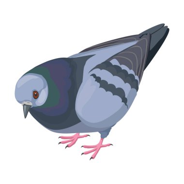 Güvercin vektör simgesi. Çizgi film vektör simgesi beyaz arkaplan güvercininde izole edildi.