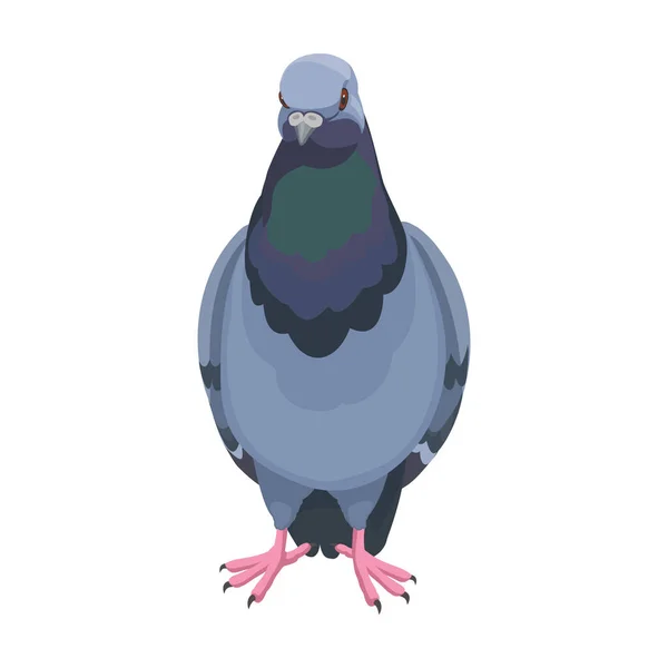 Icône vectorielle pigeon.Icône vectorielle de dessin animé isolée sur fond blanc pigeon. — Image vectorielle