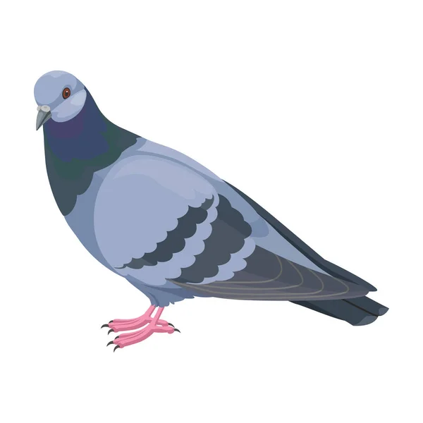 Icono de vector de paloma. Icono de vector de dibujos animados aislado en paloma de fondo blanco. — Vector de stock