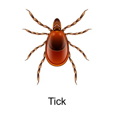 Böcek tik vektör simgesi. Beyaz arkaplan böcek tiki üzerinde izole edilmiş gerçekçi vektör simgesi.