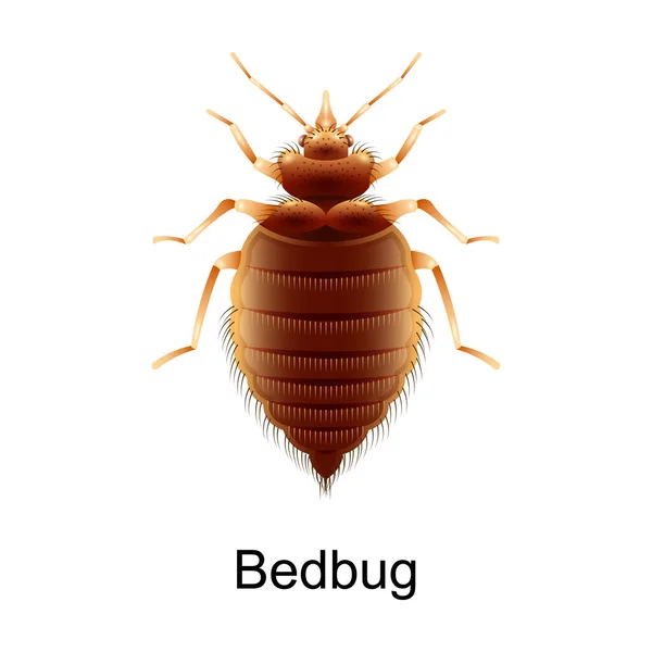 Ikona vektoru bedbug. Realistická ikona vektoru izolované na bílém pozadí bedbug. — Stockový vektor