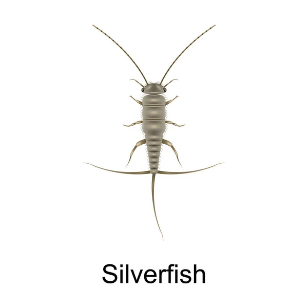 Beetle silberfish Vektor icon.Realistisches Vektor-Symbol isoliert auf weißem Hintergrund Beetle silberfish. — Stockvektor