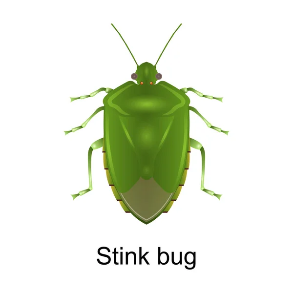 Stink bug vector icon.Realistisches Vektor icon isoliert auf weißem Hintergrund stink bug. — Stockvektor