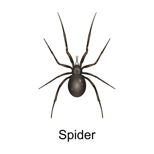 Icône vecteur d'araignée de coléoptère.Icône vectorielle réaliste isolé sur fond blanc araignée de coléoptère. — Image vectorielle
