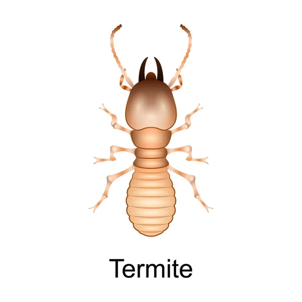 Icône vecteur termite scarabée Icône vecteur réaliste isolé sur fond blanc termite scarabée. — Image vectorielle