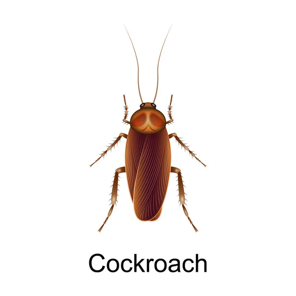 Beetle Schabe Vektor Symbol.Realistisches Vektor-Symbol isoliert auf weißem Hintergrund Beetle Schabe. — Stockvektor