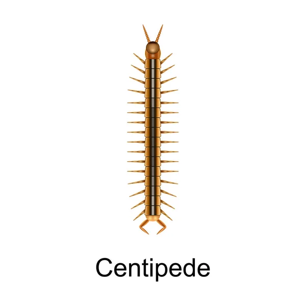 Icône vecteur de mille-pattes de scarabée icône vectorielle réaliste isolée sur fond blanc mille-pattes de scarabée — Image vectorielle