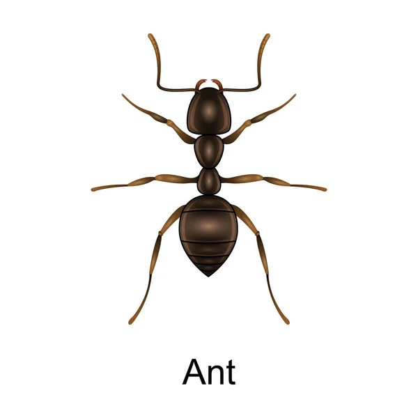 Beetle Ameisenvektorsymbol. Realistisches Vektorsymbol isoliert auf weißem Hintergrund Beetle Ameise. — Stockvektor
