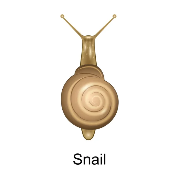 Beetle snail vector icon.Realistic vector icon isolated on white background beetle snail - Stok Vektor
