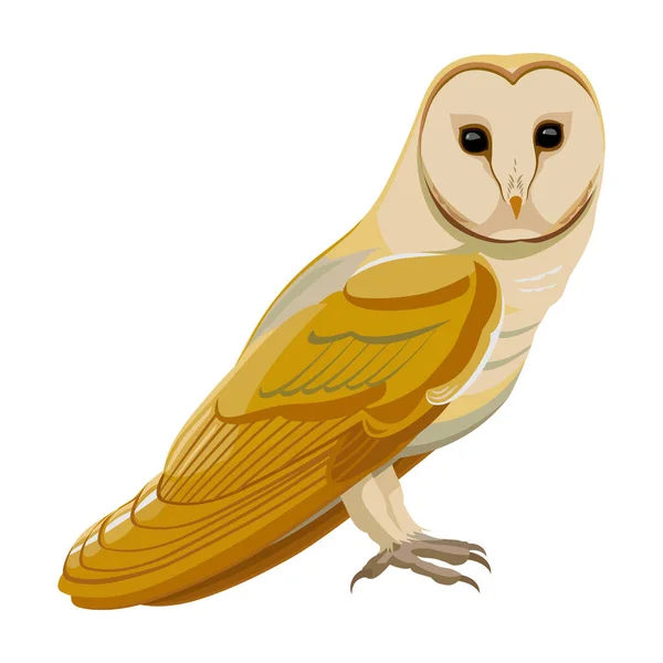 Hibou oiseau dessin animé vecteur illustration de l'icône. .Icône vectorielle de hibou animal. Illustration isolée de dessin animé d'un oiseau animal sur fond blanc. — Image vectorielle