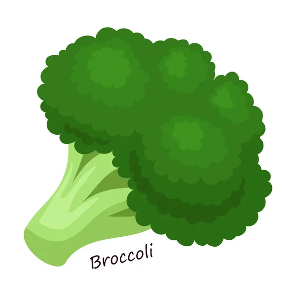 Lettuce and salad cartoon vector of icon.Cartoon vector illustration leaf of lettuce. Isolado folha de ilustração de ícone de salada. — Vetor de Stock