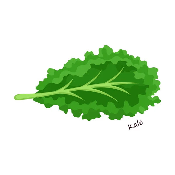 Lettuce and salad cartoon vector of icon.Cartoon vector illustration leaf of lettuce. Isolated illustration leaf of salad icon. — Stock Vector