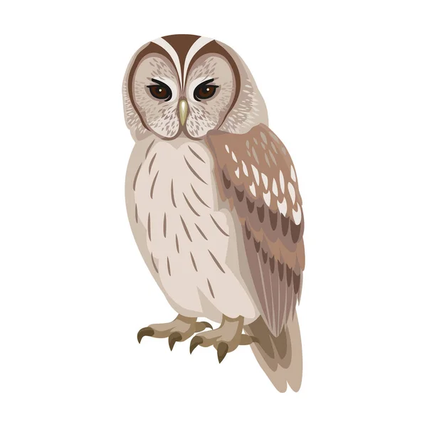 Hibou oiseau dessin animé vecteur illustration de l'icône. .Icône vectorielle de hibou animal. Illustration isolée de dessin animé d'un oiseau animal sur fond blanc. — Image vectorielle