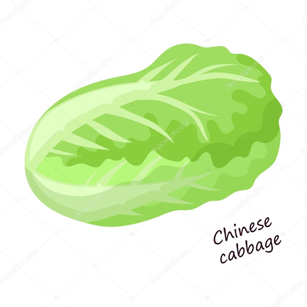 Lettuce and salad cartoon vector of icon.Cartoon vector illustration leaf of lettuce. Isolated illustration leaf of salad icon.