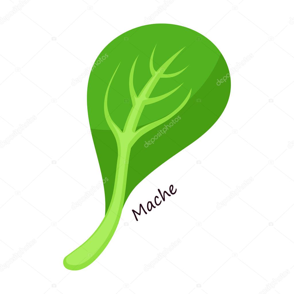 Lettuce and salad cartoon vector of icon.Cartoon vector illustration leaf of lettuce. Isolated illustration leaf of salad icon.