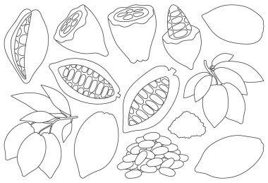 Kakao çekirdeği izole edilmiş dış hat simgesi. Beyaz arka planda vektör illüstrasyon çikolatalı meyve. Vektör ana hatları simge kakao çekirdeği.