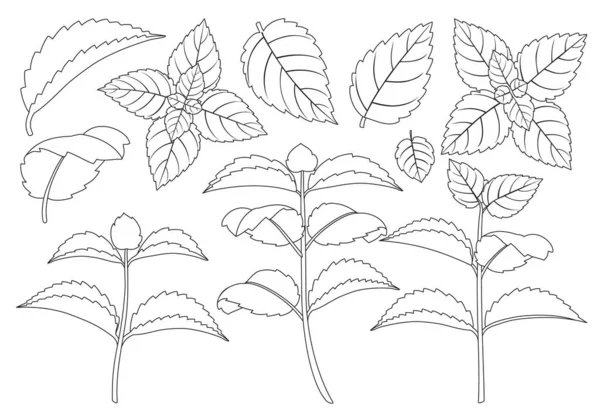 Mynta blad kontur vektor uppsättning illustration av ikon.Färsk pepparmynta vektor uppsättning ikoner.Ställ illustration blad av mynta på vit bakgrund. — Stock vektor