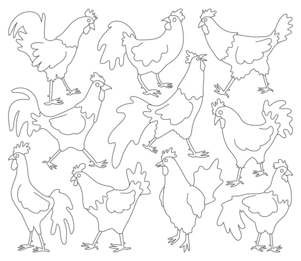 Gallo de animal aislado esquema conjunto icon.Vector ilustración conjunto gallo cockerel.Vector esquema icono polla de animal. — Vector de stock