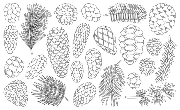 Konen tall isolerad kontur set ikon. Vektor illustration gran pinecone på vit bakgrund. Vektor kontur set ikon kon tall. — Stock vektor