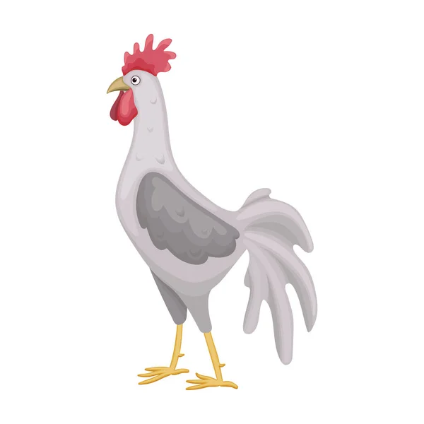 Cock of animal cartoon vector icon.Cartoon vector illustration rooster. Isolated illustration of cock rooster icon on white background. — Stock Vector