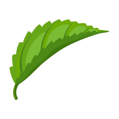 Nane yaprağı karikatür vektör simgesi. Karikatür vektör çizimi taze nane şekeri. Beyaz arkaplandaki nane yaprağı simgesinin izole edilmiş çizimi.