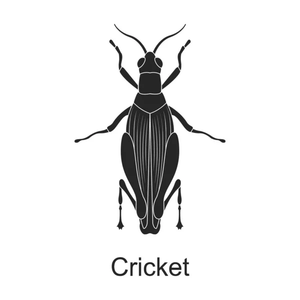 Cricket vetor ícone preto. Vetor ilustração praga inseto críquete no fundo branco. Ícone de ilustração preto isolado de inseto praga. — Vetor de Stock