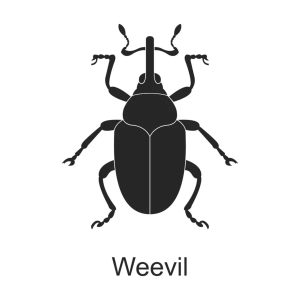 Weevil vektör siyah simgesi. Beyaz arka planda vektör illüstrasyon böcek buğday biti. Böceklerin izole edilmiş siyah illüstrasyon simgesi.