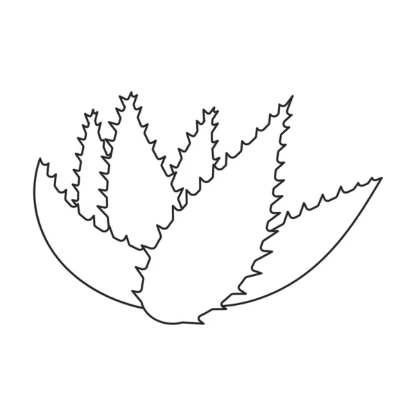 Εικόνα διανυσματικού περιγράμματος αλόης. Vector illustration plant σε λευκό φόντο. Μεμονωμένο εικονίδιο περιγράμματος της aloe vera . — Διανυσματικό Αρχείο