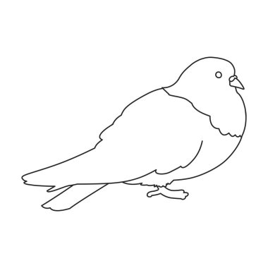 Dove vector outline icon. Vector illustration pigeon on white background. Isolated outline illustration icon of dove .