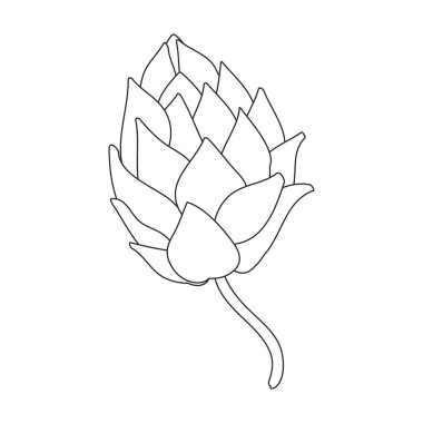 Hop plant vector outline icon. Vector illustration humulus flower on white background. Isolated outline illustration icon of hop plant.