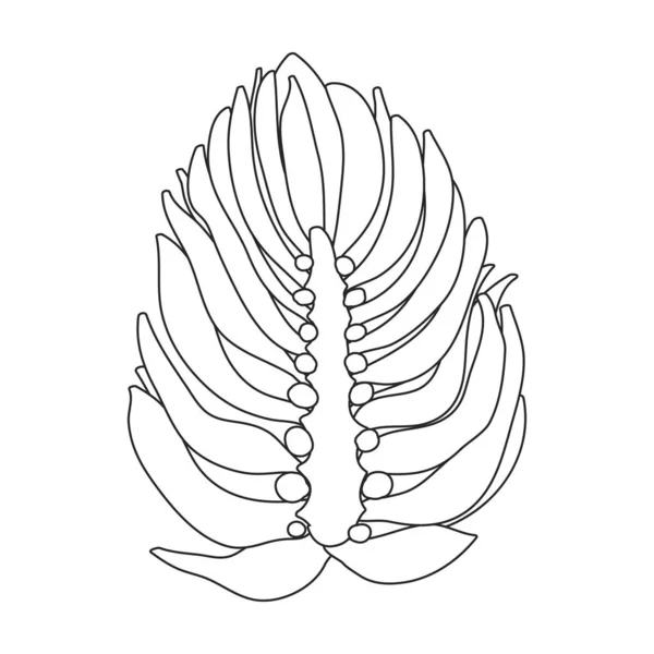 Hopfenpflanzenvektorumriss-Symbol. Vector Illustration Humulus Blume auf weißem Hintergrund. Vereinzelte Umrisse illustrieren Ikone der Hopfenpflanze. — Stockvektor