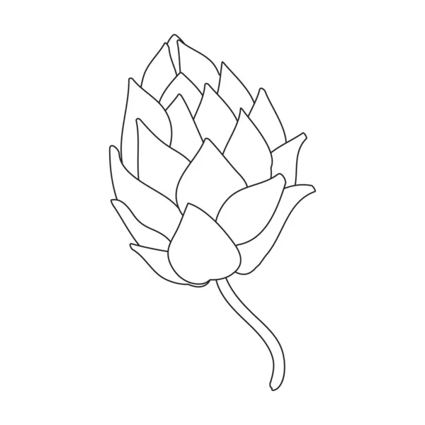 Hop planta vector contorno icono. Ilustración vectorial flor humulus sobre fondo blanco. Icono de ilustración de esquema aislado de planta de lúpulo. — Vector de stock