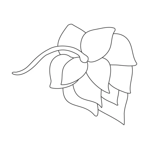 Hop plant vector outline icon. 흰 배경에는 후 뮬 러스 꽃이 그려져 있다. 힙합 플랜트의 유일 한 윤곽 그림 아이콘. — 스톡 벡터