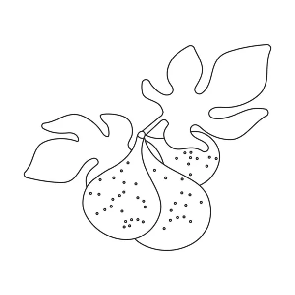 Fig vector outline icon. Vector illustration slice fruit on white background. Isolated outline illustration icon of fig. — Stockový vektor