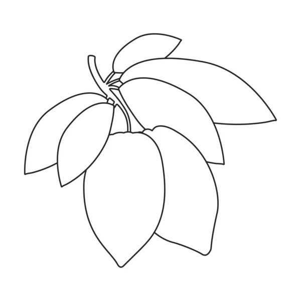 Значок вектора контура какао-бобов. Векторная иллюстрация какао на белом фоне. Изолированная иконка какао-бобов . — стоковый вектор