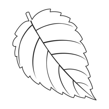 Mint leaf vector outline icon. Vector illustration liaf peppermint on white background. Isolated outline illustration icon of mint.