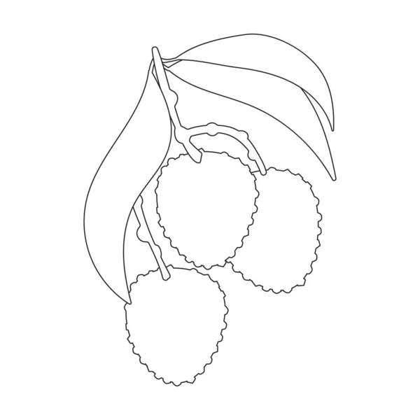 Lychee vector esquema icono. Ilustración vectorial litchi sobre fondo blanco. Icono de ilustración de contorno aislado de lichi . — Vector de stock