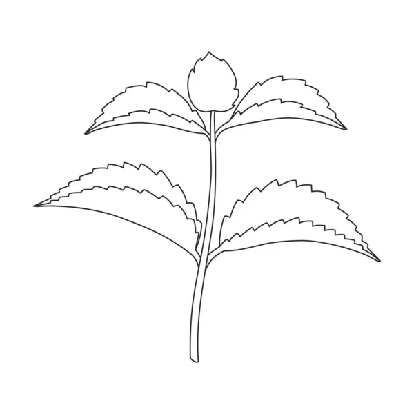 Значок контура вектора мятного листа. Векторная иллюстрация мяты на белом фоне. Изолированная иконка с изображением контура мяты. — стоковый вектор