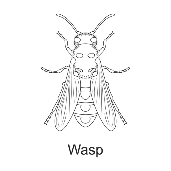 Beetle insekt vektor kontur ikon. Vektor illustration bugg insekt på vit bakgrund. Isolerad konturillustration ikon av skalbagge skadedjur . — Stock vektor