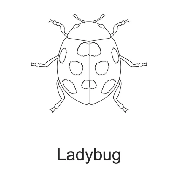 Значок векторного контура жука. Векторная иллюстрация на белом фоне. Изолированный контур иконки жука вредителя . — стоковый вектор