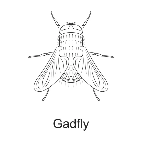 Böcek böceği vektör ana hatları simgesi. Beyaz arkaplanda vektör illüstrasyon böceği var. Böcek ilaçlarının izole edilmiş taslak çizim simgesi . — Stok Vektör