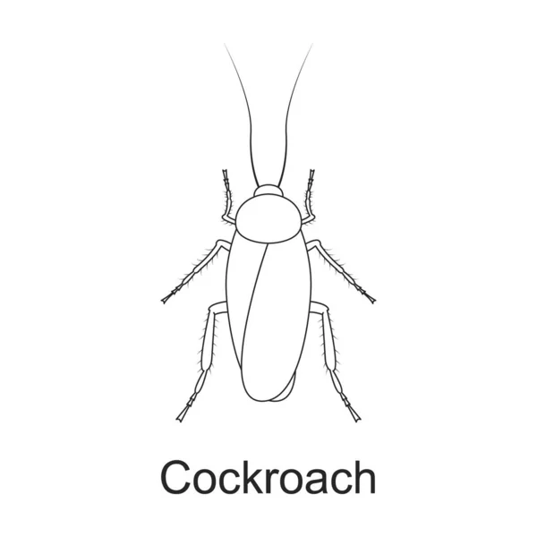 Beetle insekt vektor kontur ikon. Vektor illustration bugg insekt på vit bakgrund. Isolerad konturillustration ikon av skalbagge skadedjur . — Stock vektor