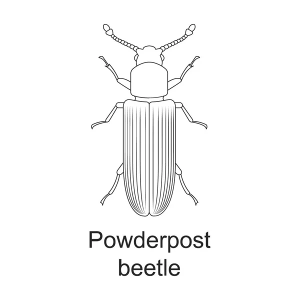 Böcek böceği vektör ana hatları simgesi. Beyaz arkaplanda vektör illüstrasyon böceği var. Böcek ilaçlarının izole edilmiş taslak çizim simgesi . — Stok Vektör