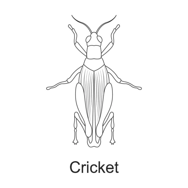 Ícone de contorno do inseto besouro. Inseto de inseto de ilustração vetorial no fundo branco. Ícone de ilustração de contorno isolado da praga de besouro . — Vetor de Stock