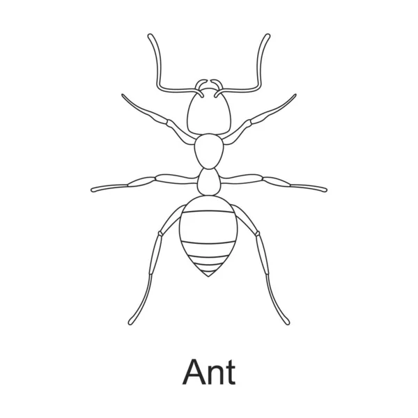 Kever insect vector omtrek icoon. Vector illustratie bug insect op witte achtergrond. Geïsoleerde schets illustratie icoon van keverpest . — Stockvector