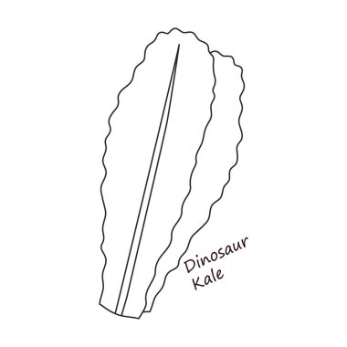 İkonun marul ve salata ana hatları vektörü. Marulun ana çizim çizelgesi. Salata ikonunun izole edilmiş illüstrasyon yaprağı.