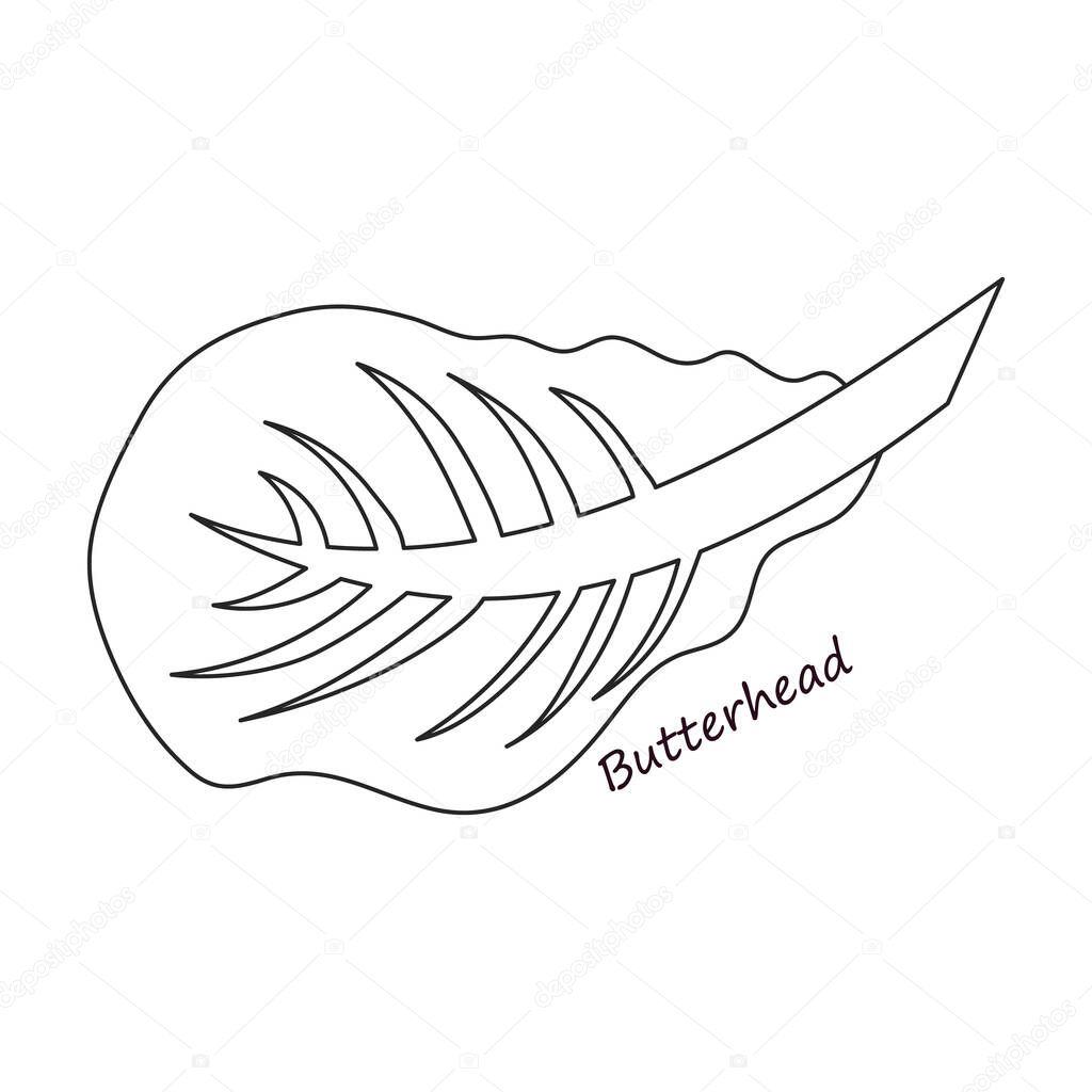 Lettuce and salad outline vector of icon.Outline vector illustration leaf of lettuce. Isolated illustration leaf of salad icon.