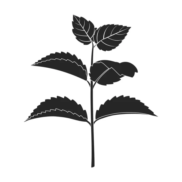 Mint leaf black vector icon.Black vector illustration fresh peppermint. Isolated illustration of mint leaf icon on white background. — Stock Vector