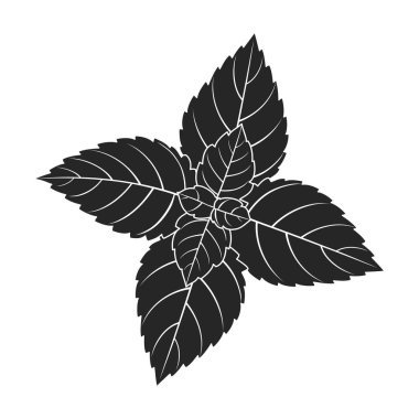 Nane yaprağı siyah vektör simgesi. Siyah vektör illüstrasyonu taze nane. Beyaz arkaplandaki nane yaprağı simgesinin izole edilmiş çizimi.